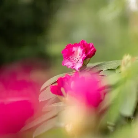 Gartentraum, Feuergrill, Kids-spielwelt, 4raeume Apartman