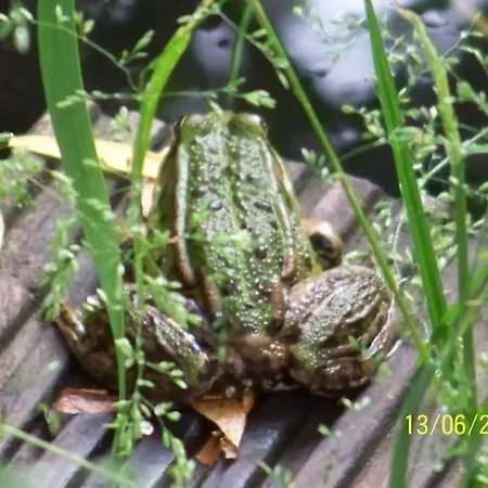 Gartentraum, Feuergrill, Kids-spielwelt, 4raeume Apartman