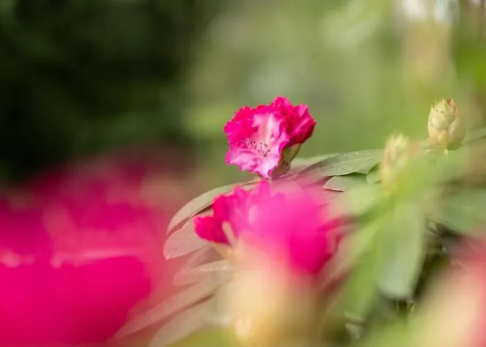 Gartentraum, Feuergrill, Kids-spielwelt, 4raeume 公寓