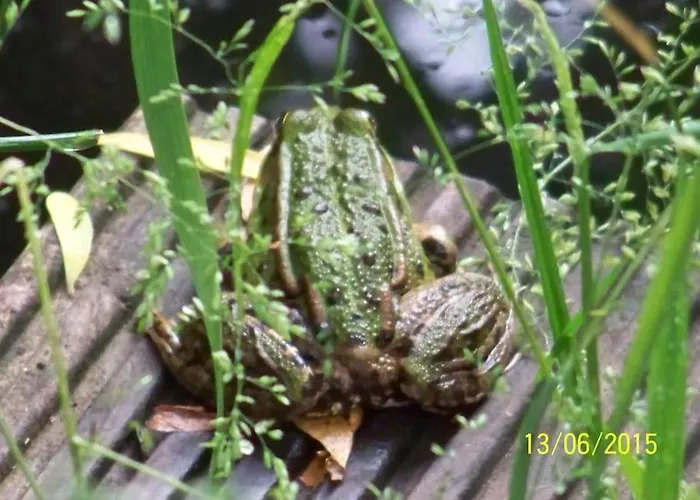 Gartentraum, Feuergrill, Kids-spielwelt, 4raeume 公寓